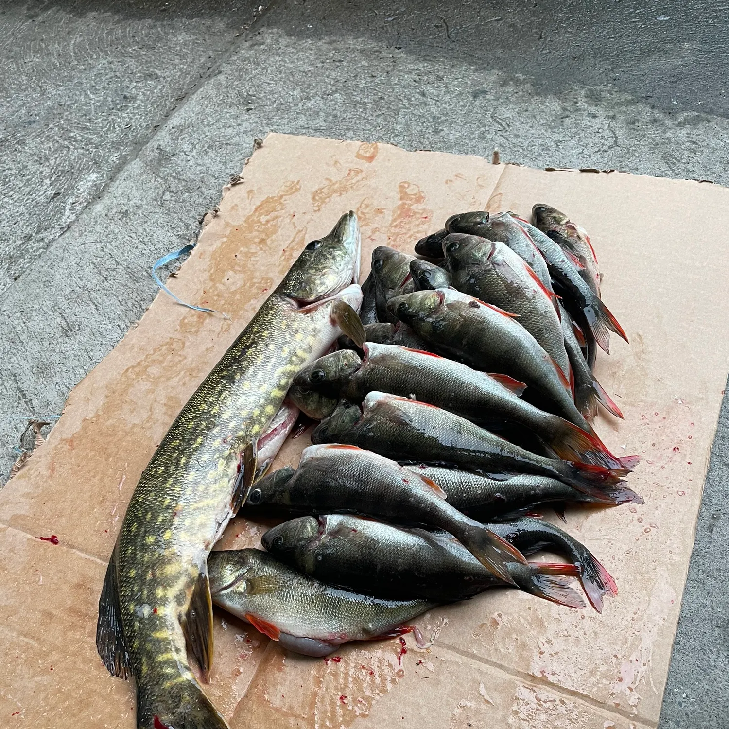 recently logged catches