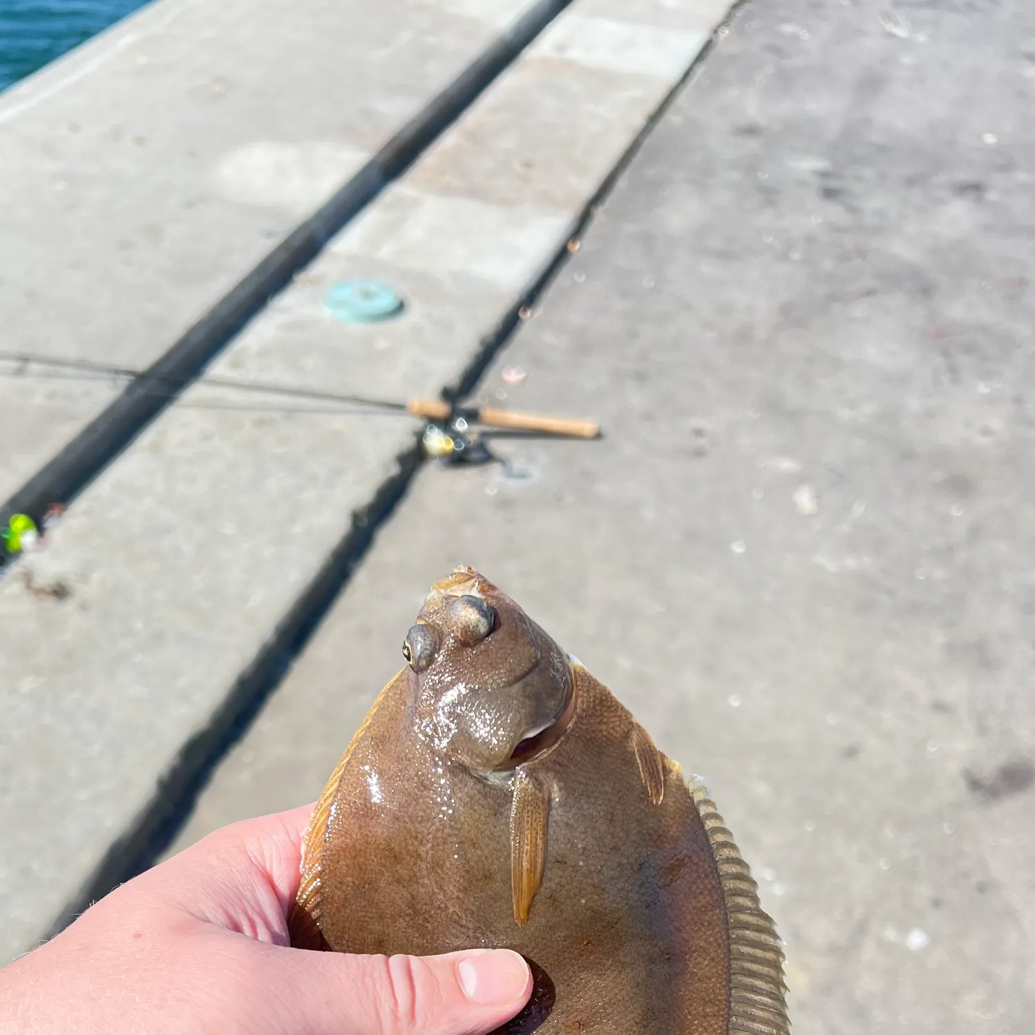The most recent Common dab catches on Fishbrain