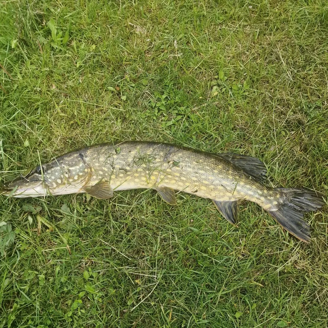 Northern pike caught on Fishbrain