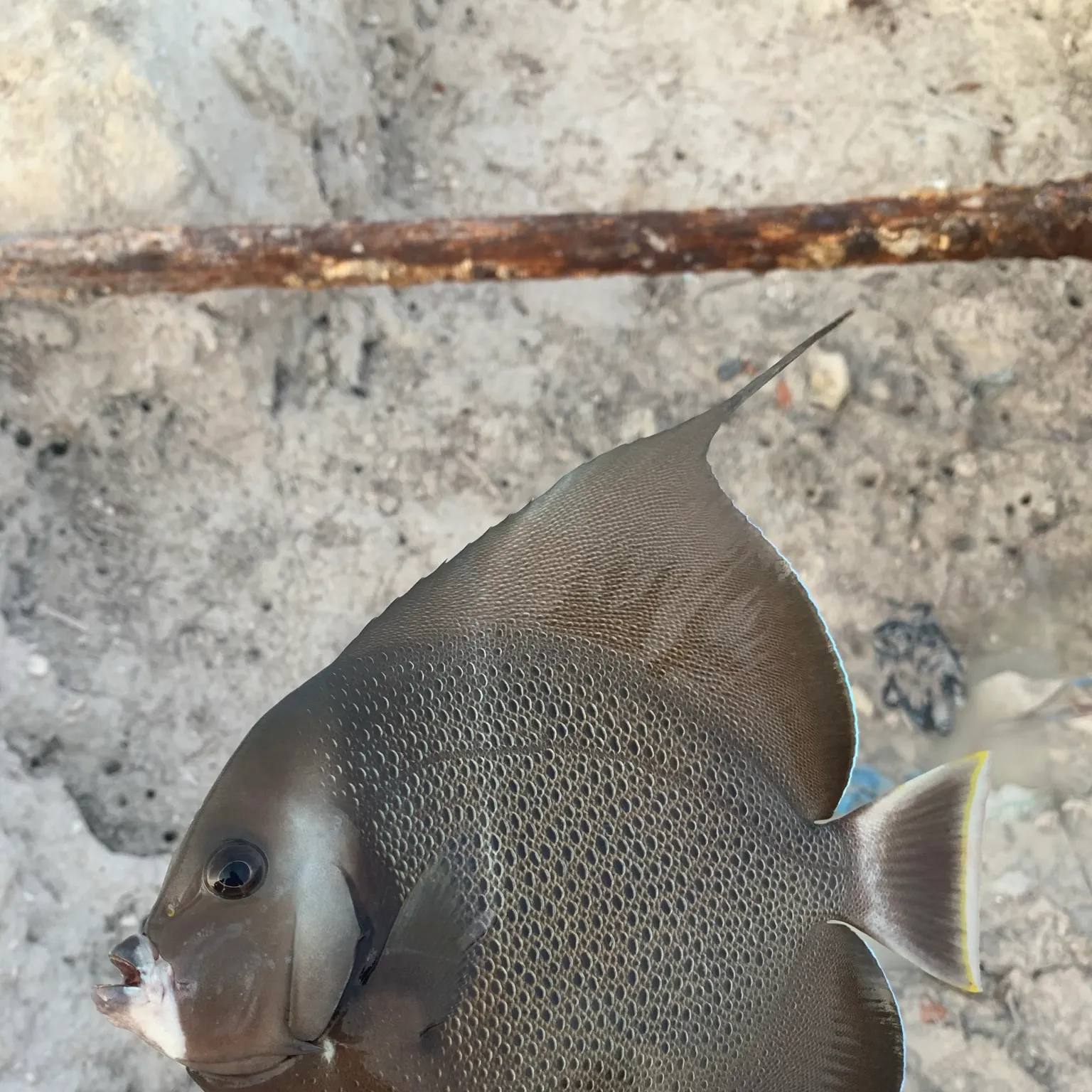The most recent Gray angelfish catches on Fishbrain