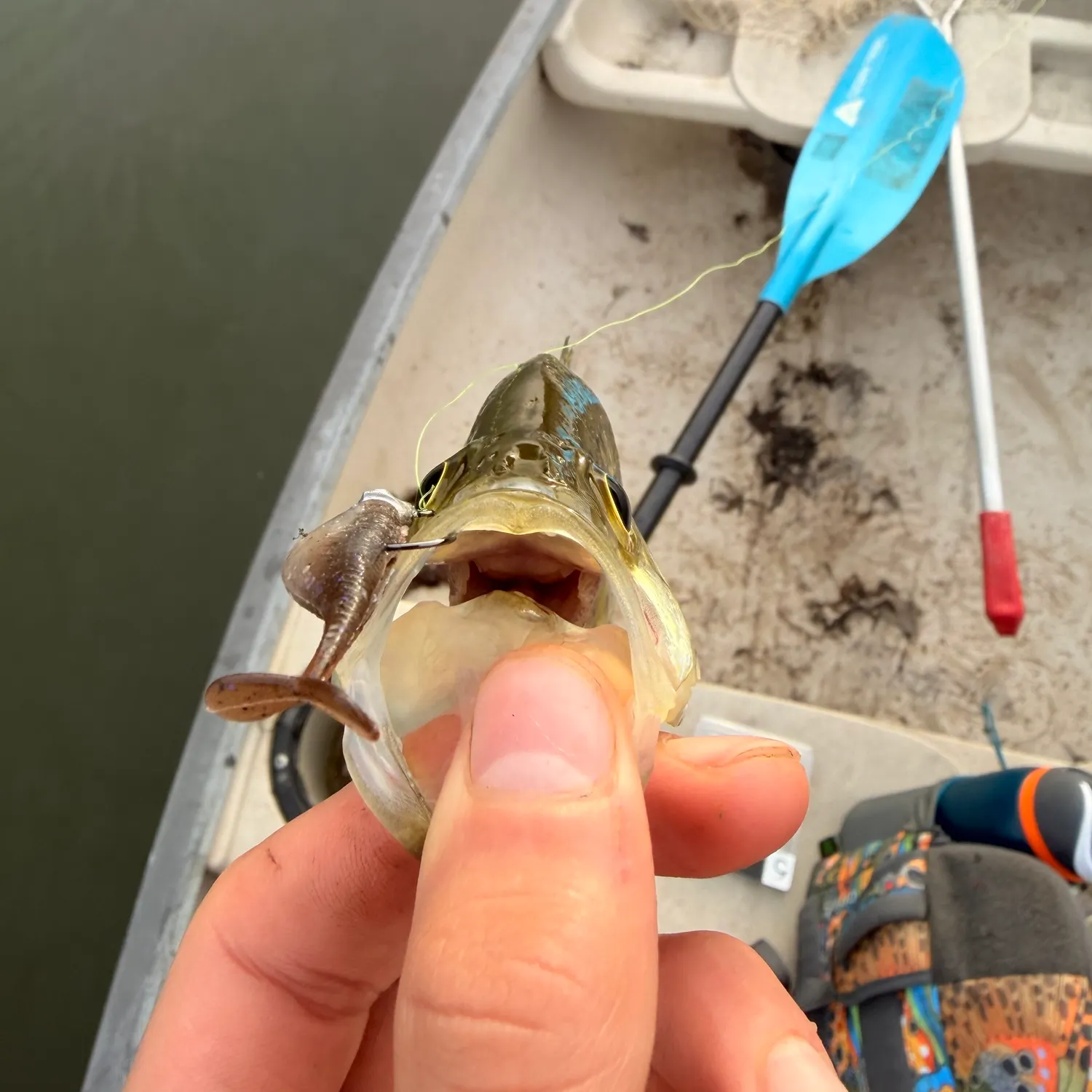 White crappie caught on Fishbrain