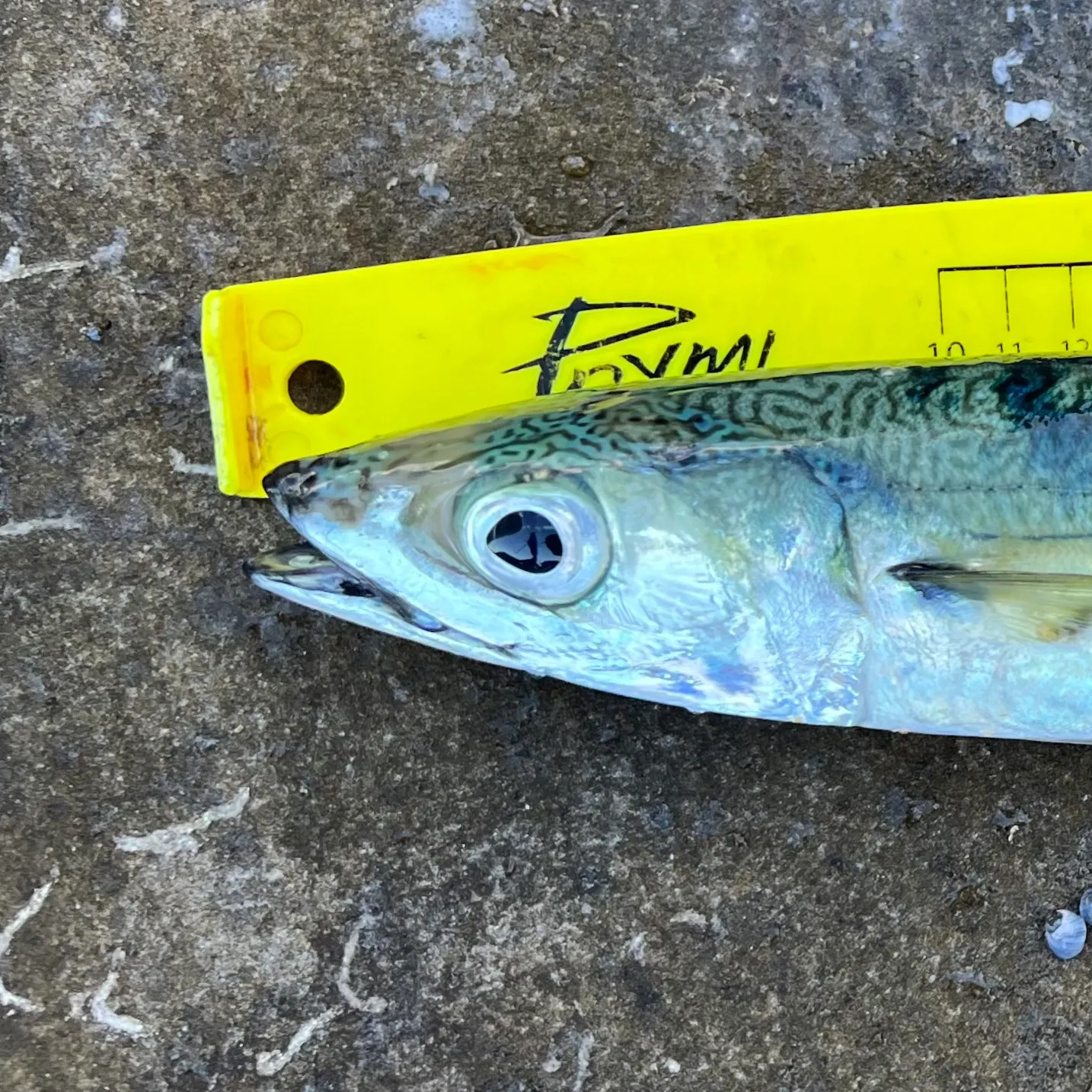 The most recent Blue mackerel catches on Fishbrain