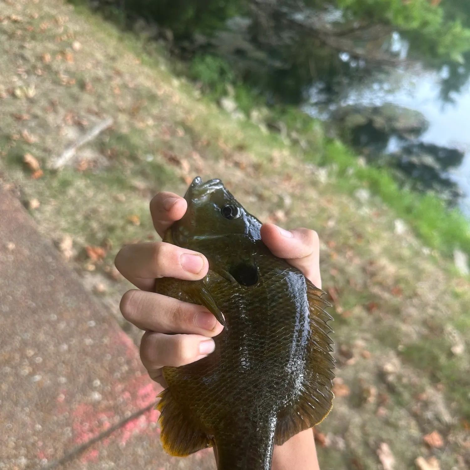 Bluegill caught on Fishbrain