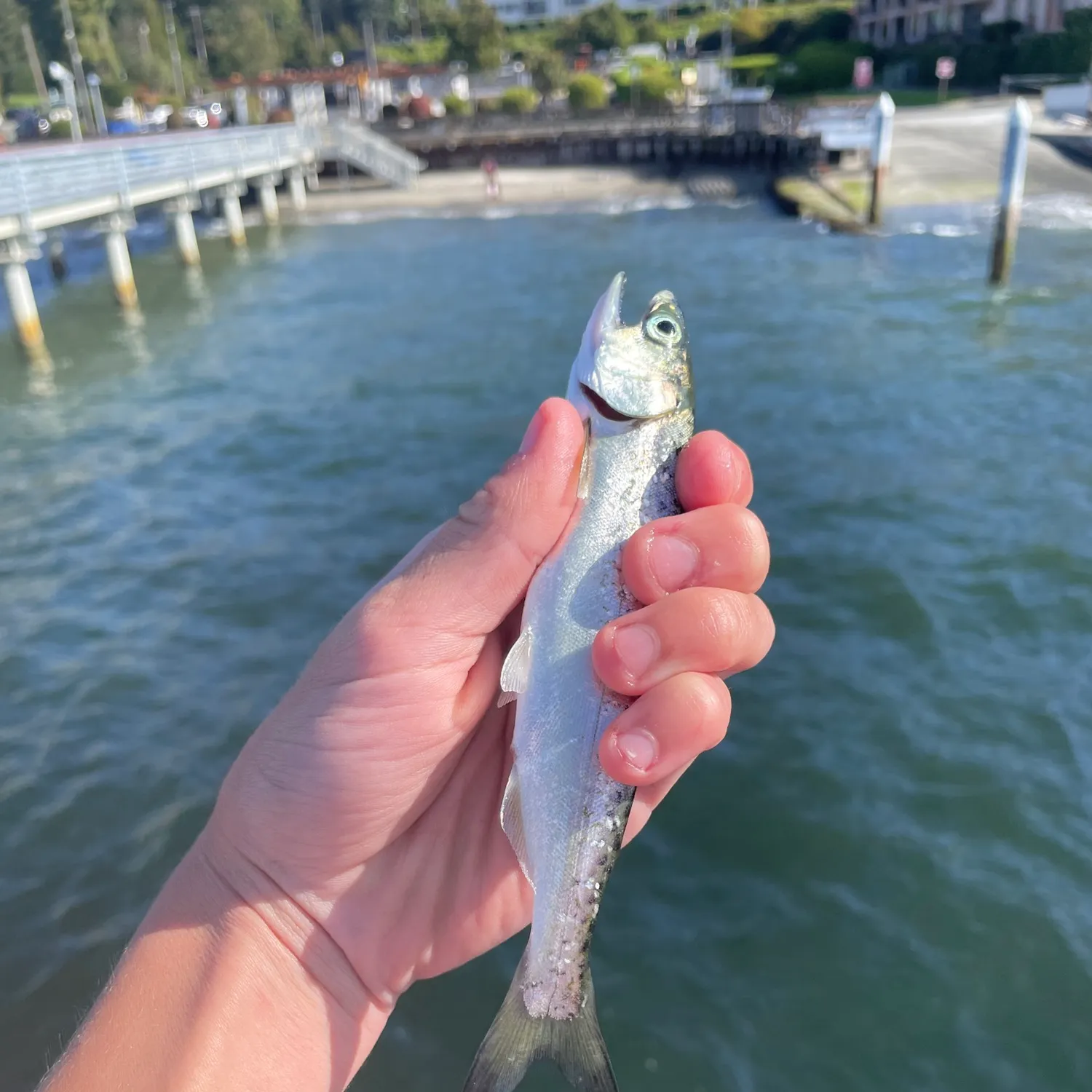 Coho salmon caught on Fishbrain