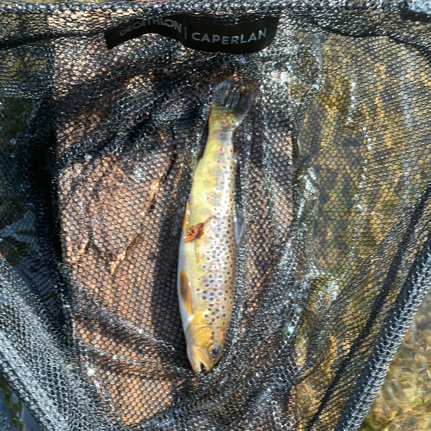 Brown trout caught on Fishbrain