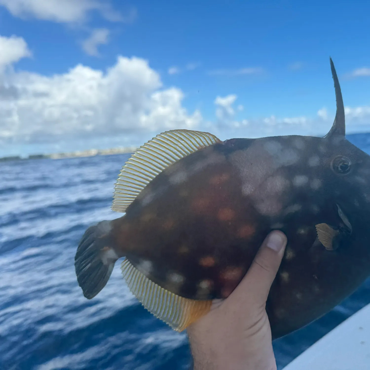 most liked catch image