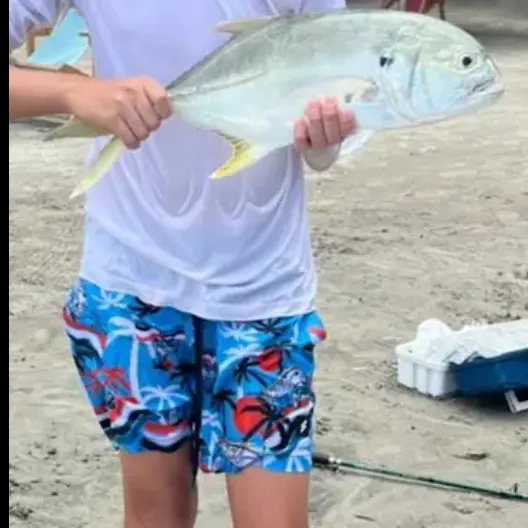 Pacific crevalle jack caught on Fishbrain