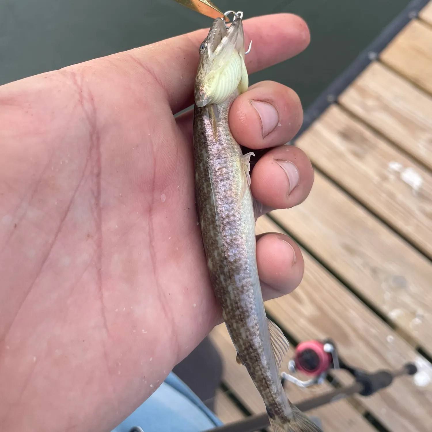 Inshore lizardfish caught on Fishbrain