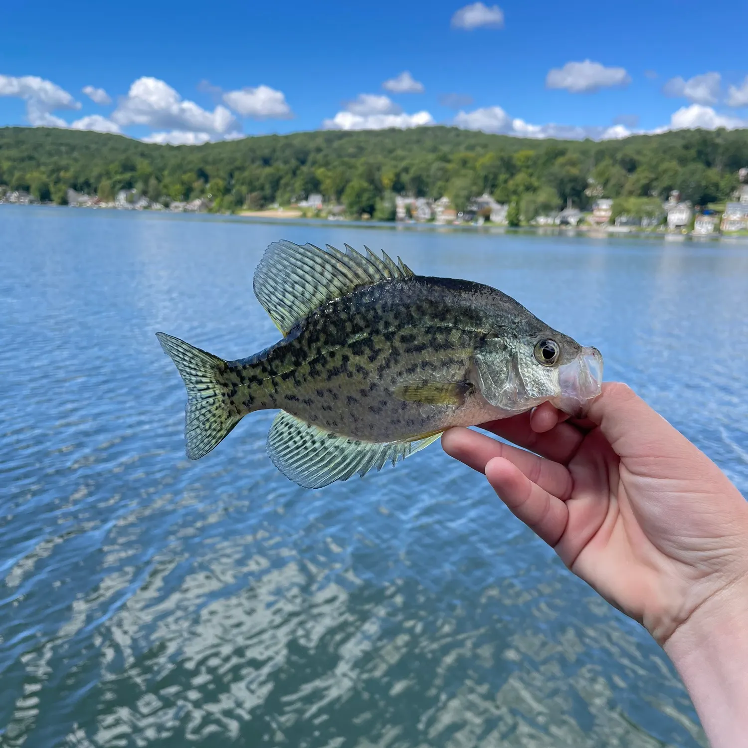 Black crappie caught on Fishbrain