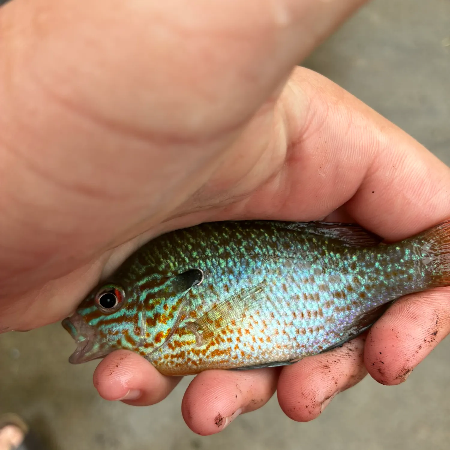 The most recent Orangespotted sunfish catches on Fishbrain