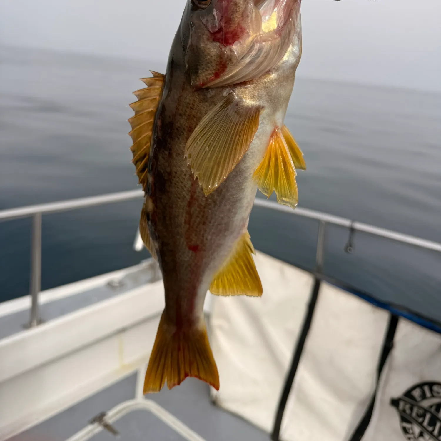 The most recent Yellowtail rockfish catches on Fishbrain