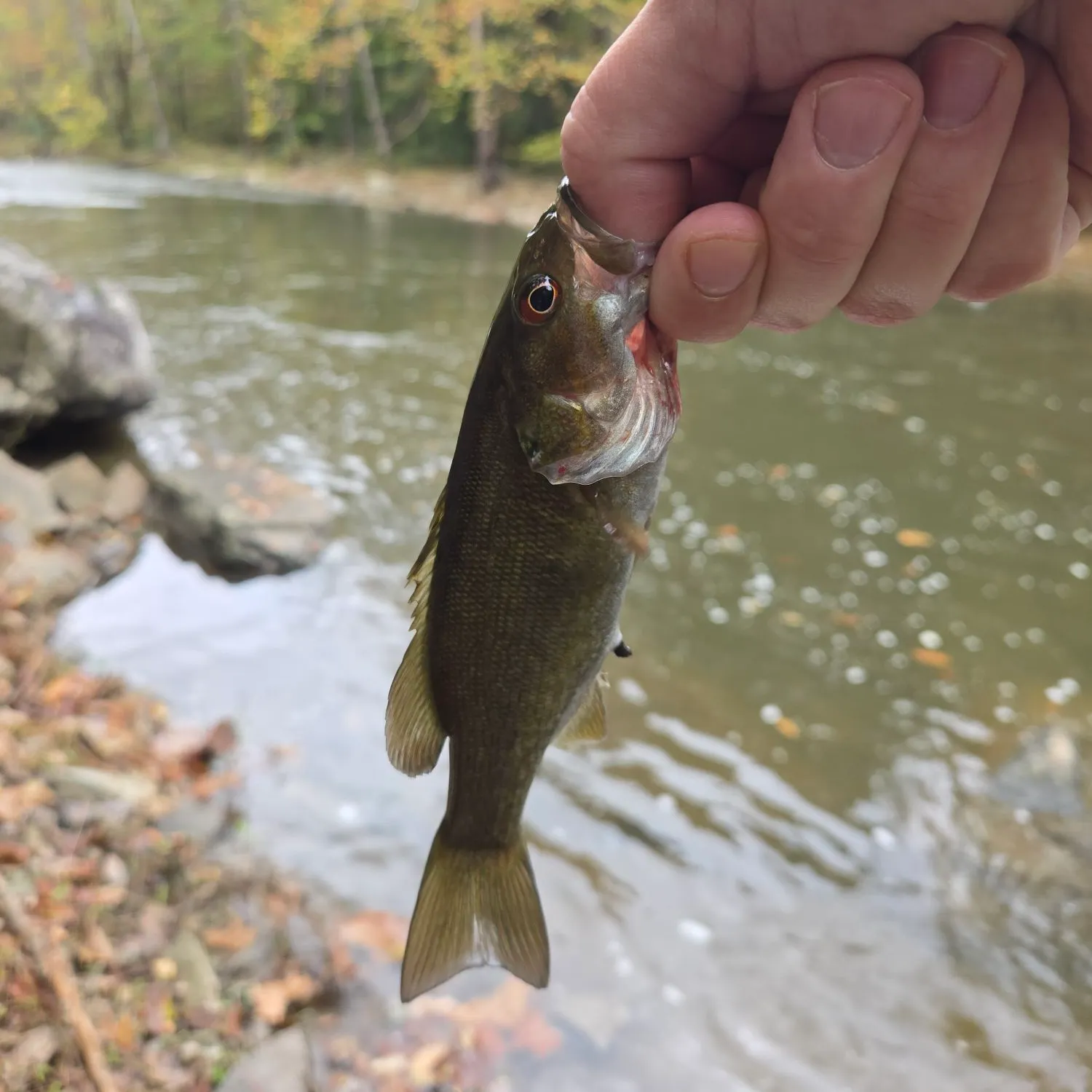 Smallmouth bass caught on Fishbrain