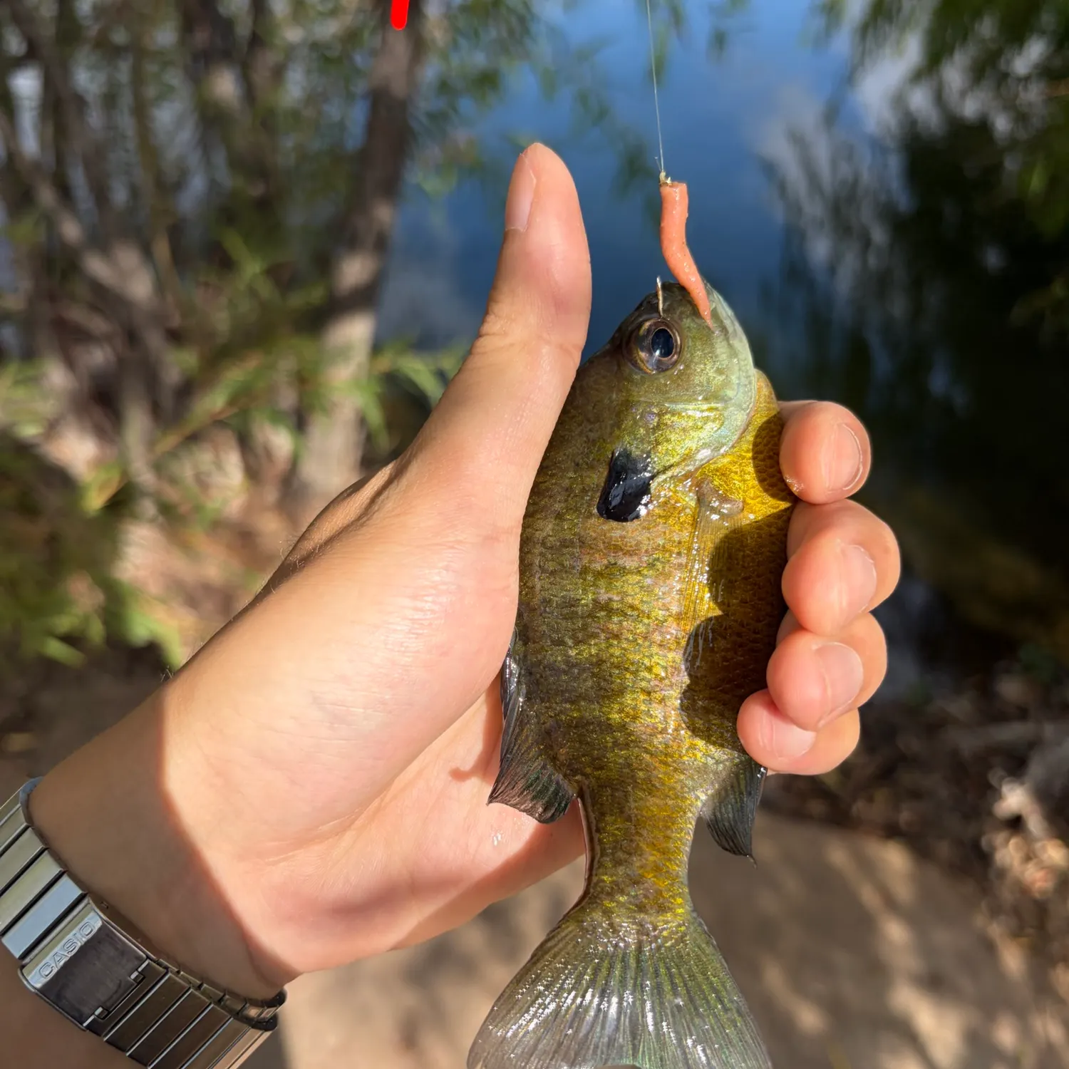 Bluegill caught on Fishbrain