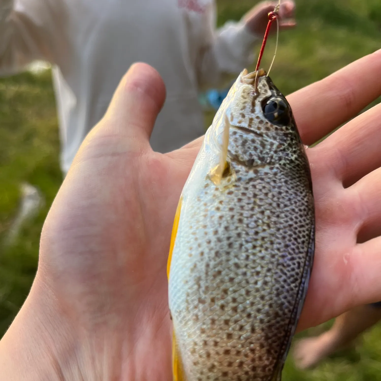 The most recent Yellowtail Grunter catches on Fishbrain