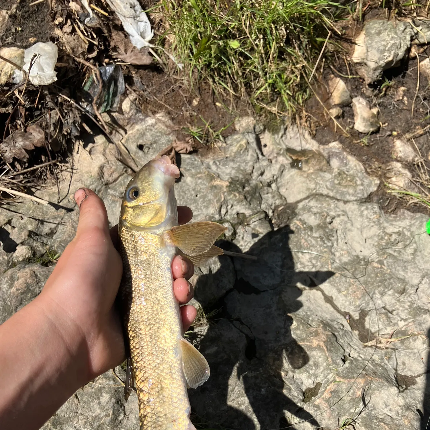 The most recent Spotted sucker catches on Fishbrain