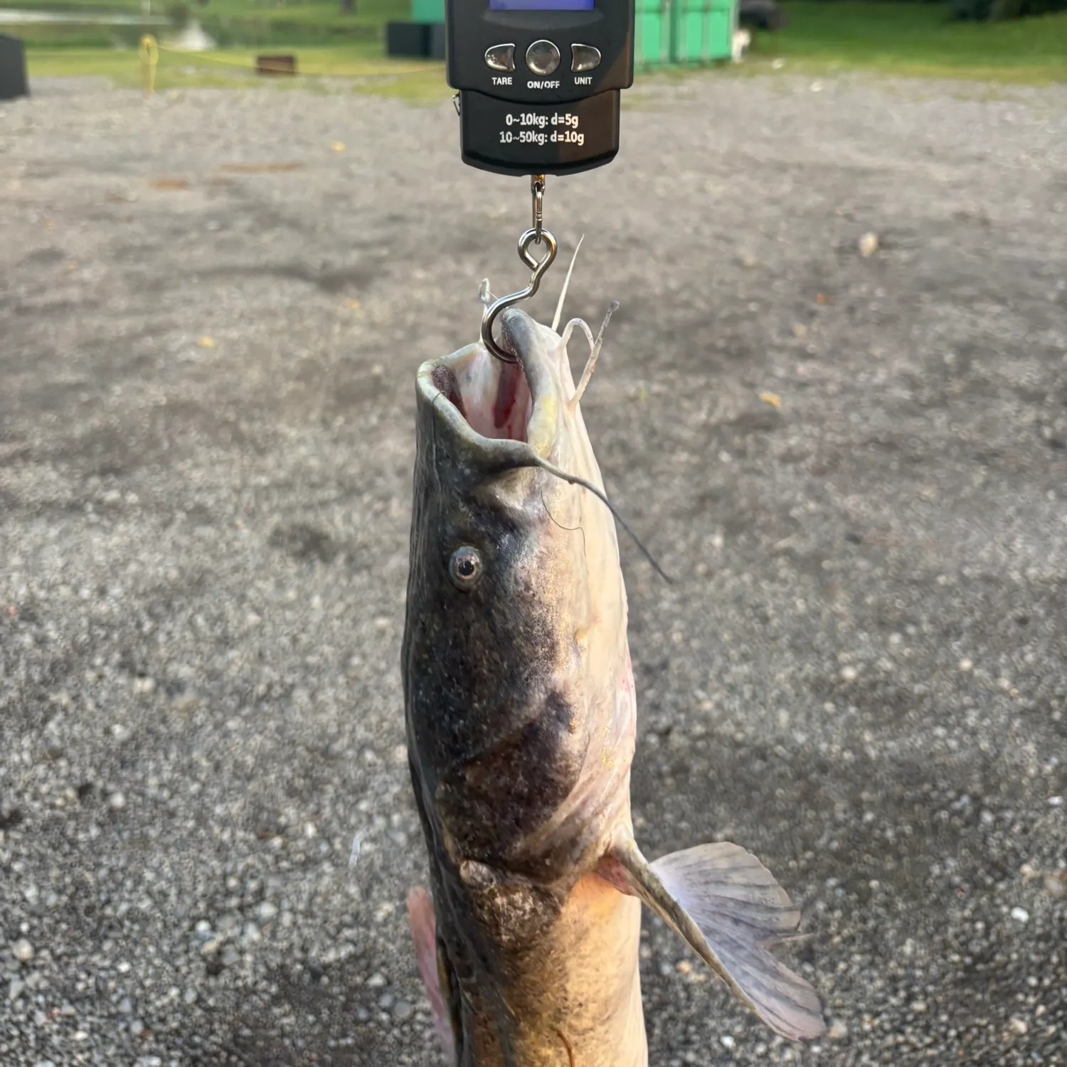 Flathead catfish caught on Fishbrain