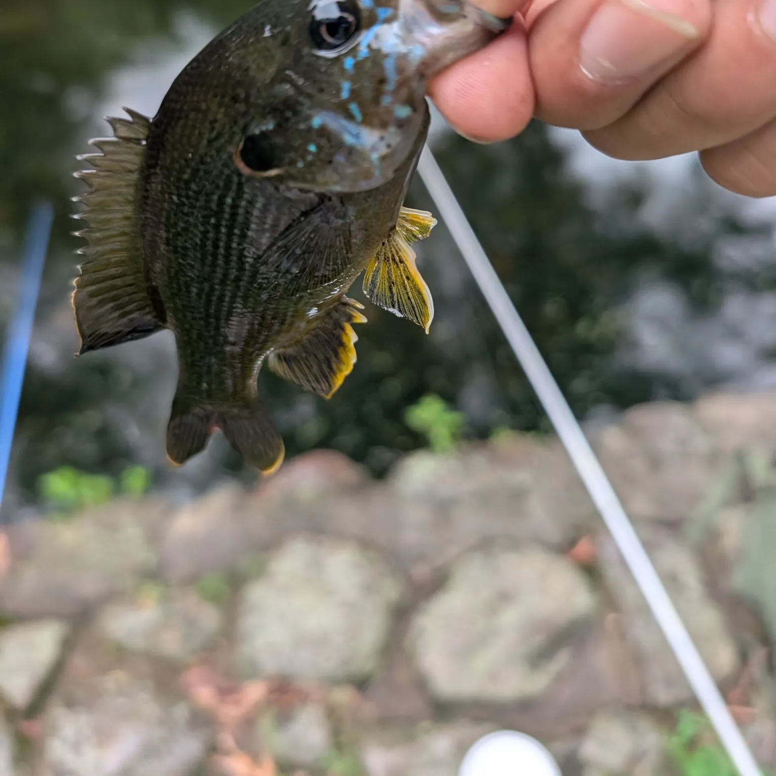 Green sunfish caught on Fishbrain