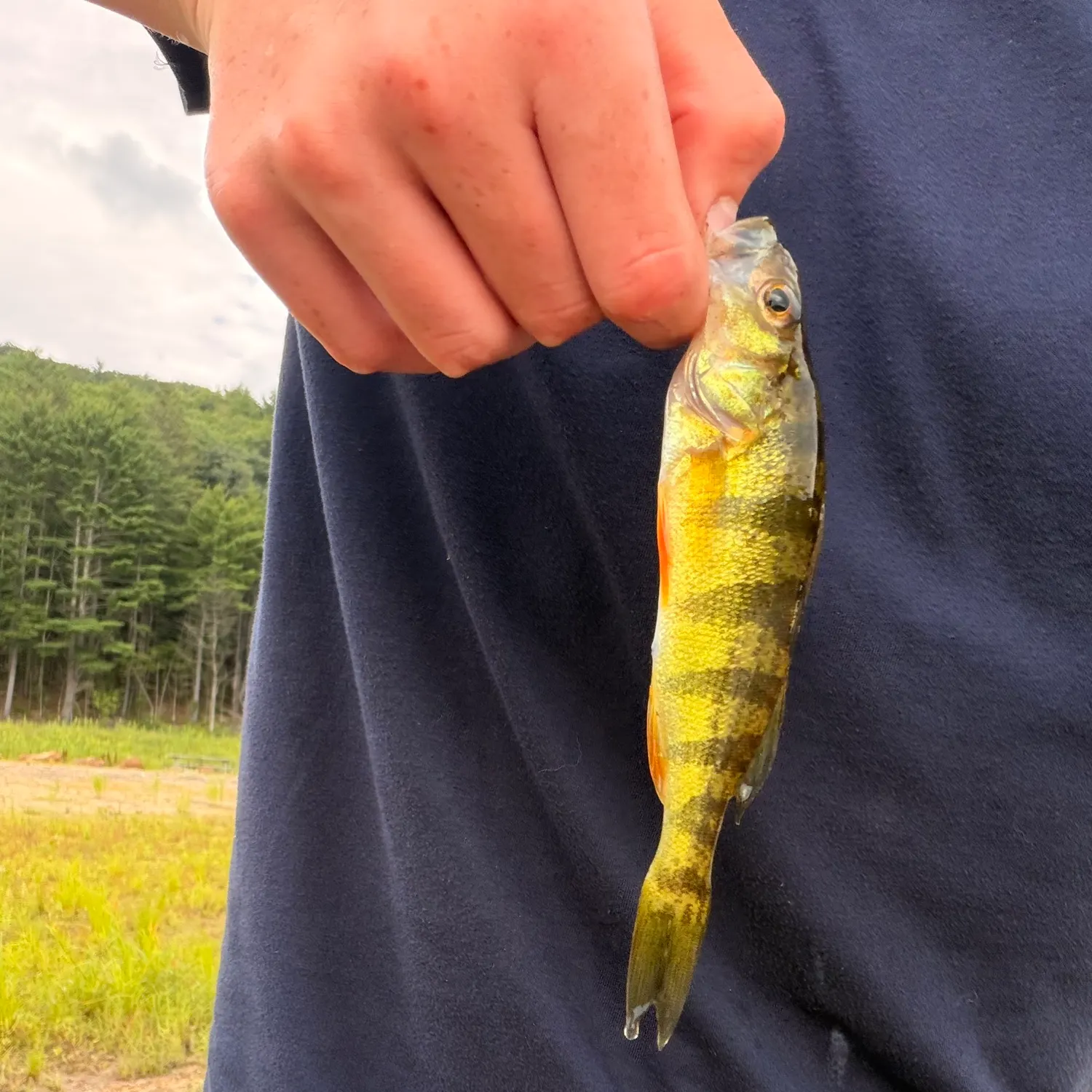 The most recent Yellow perch catches on Fishbrain