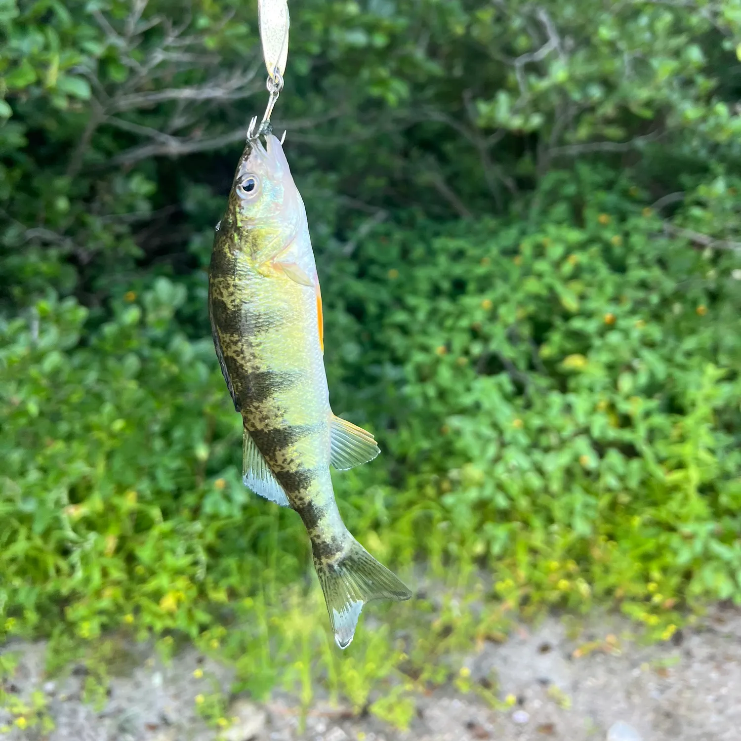 Yellow perch caught on Fishbrain