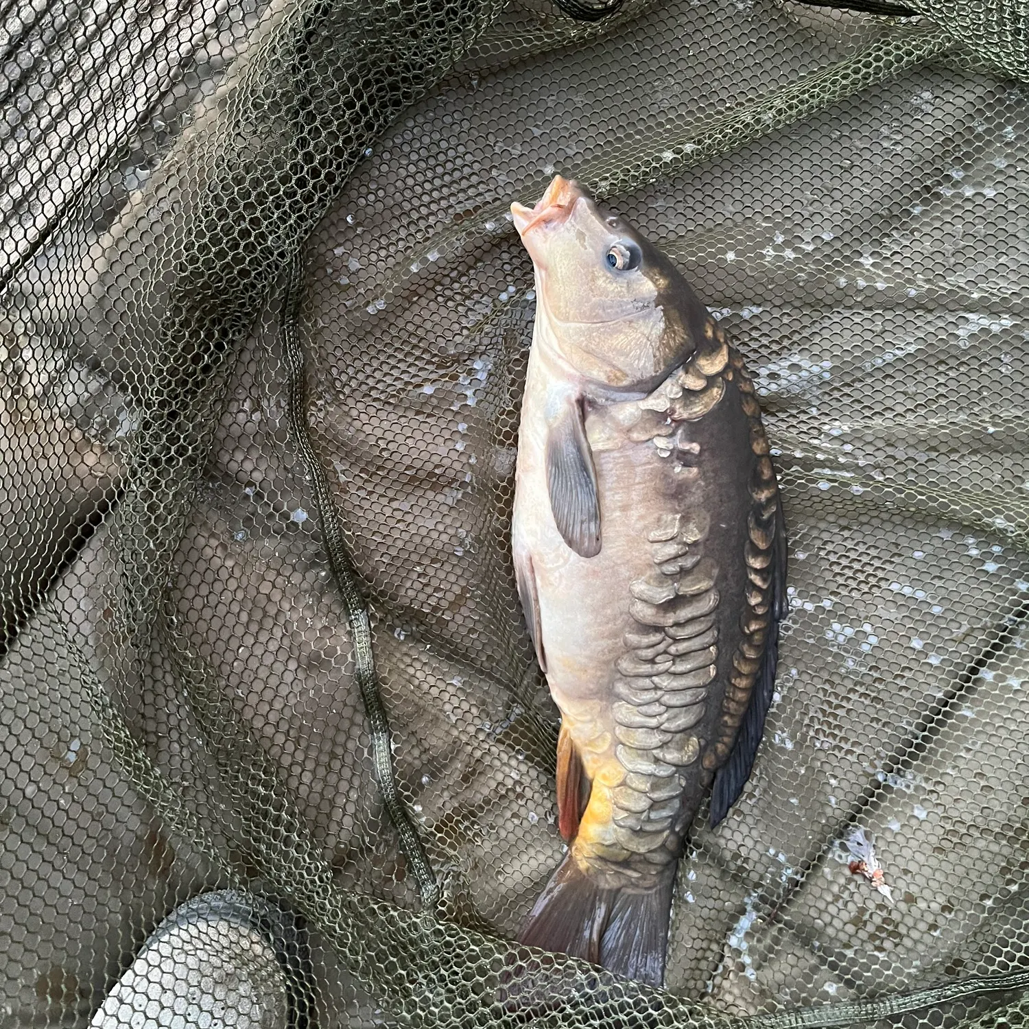 Common carp caught on Fishbrain