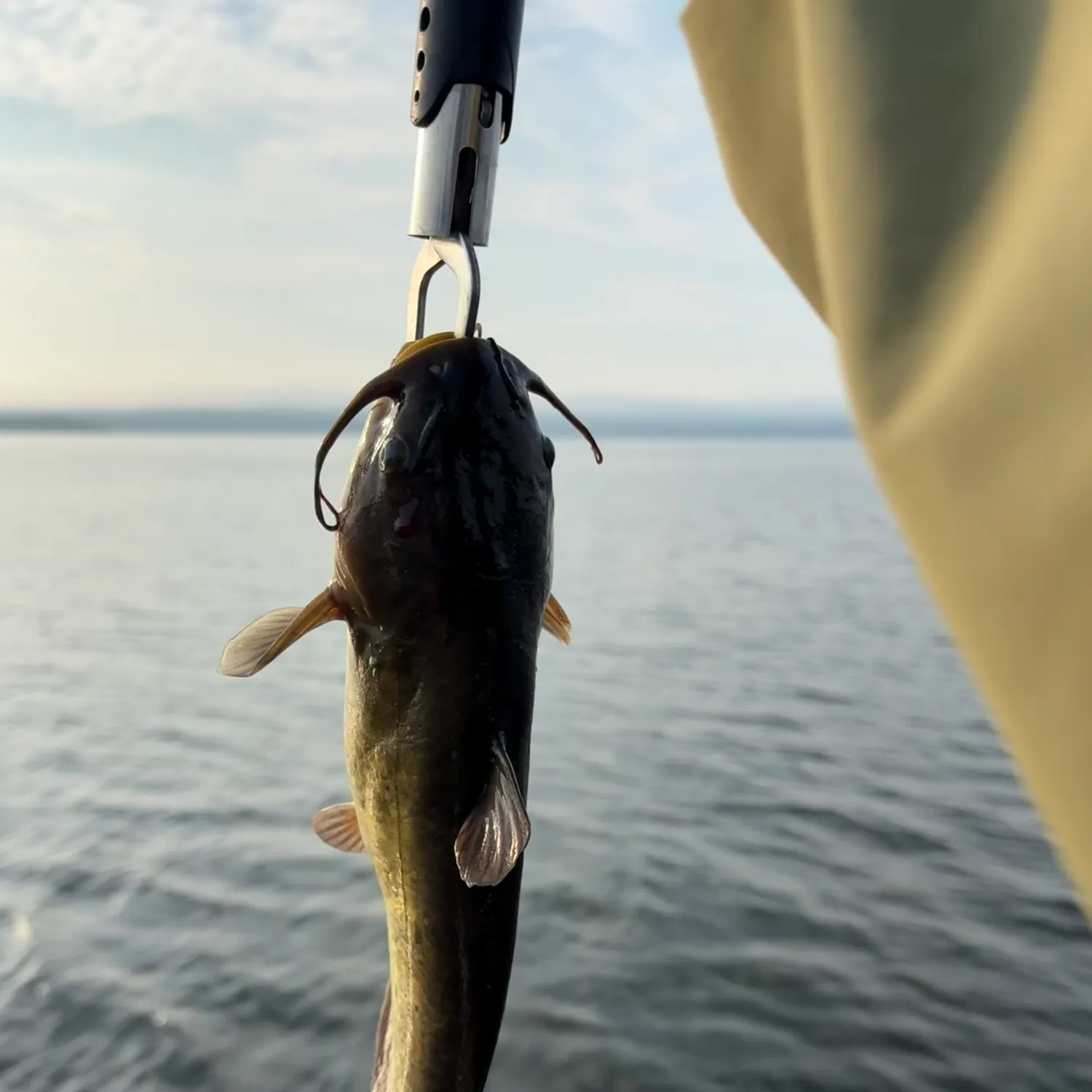 The most recent Redtail catfish catches on Fishbrain