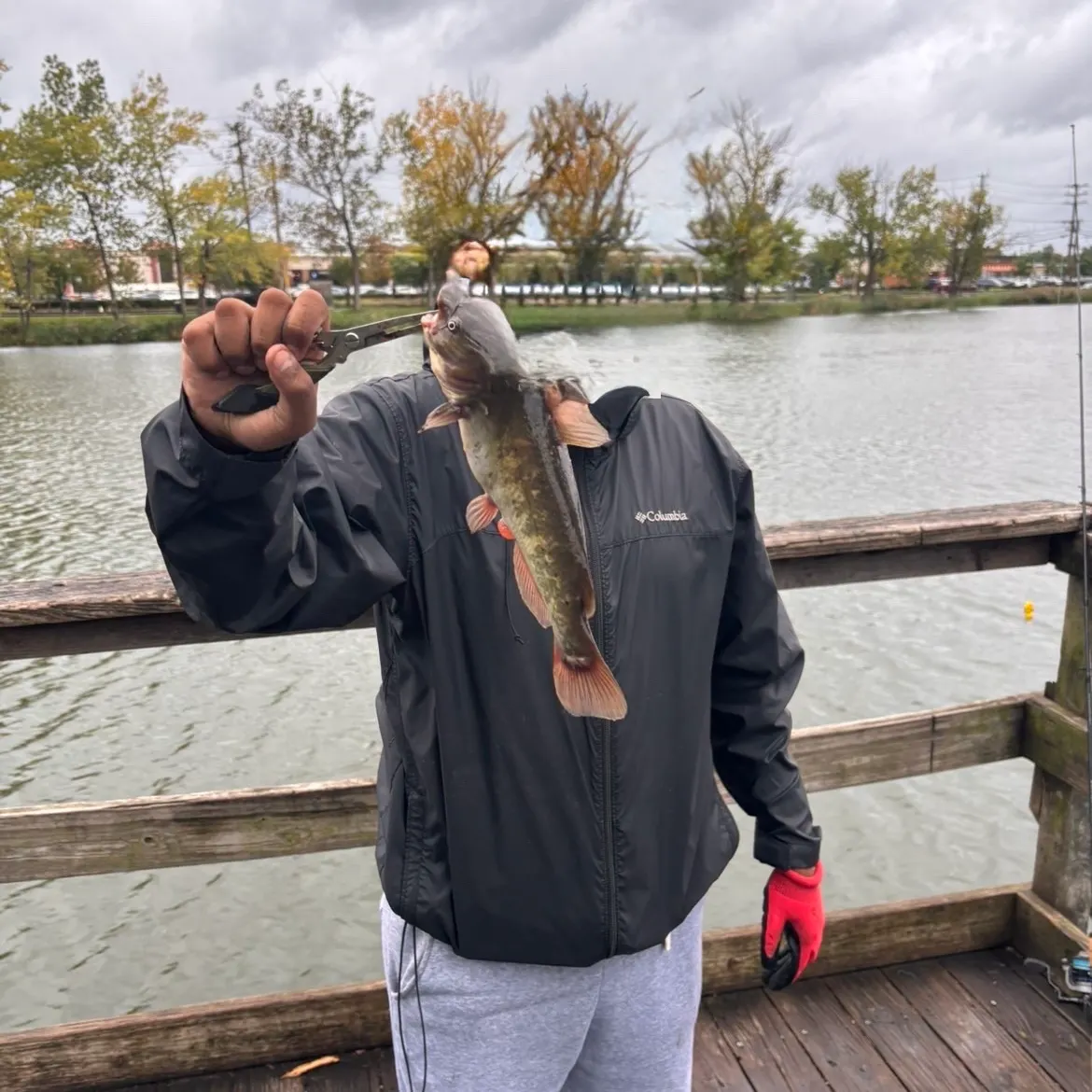 Black bullhead caught on Fishbrain