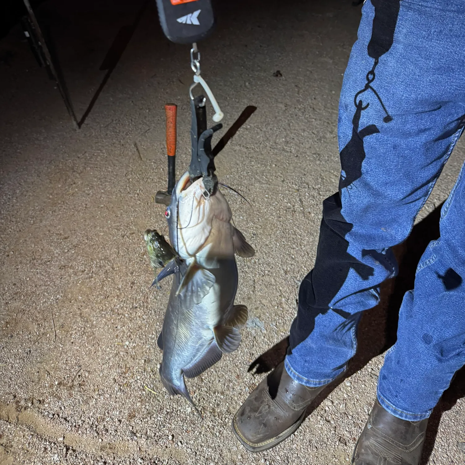 Channel catfish caught on Fishbrain