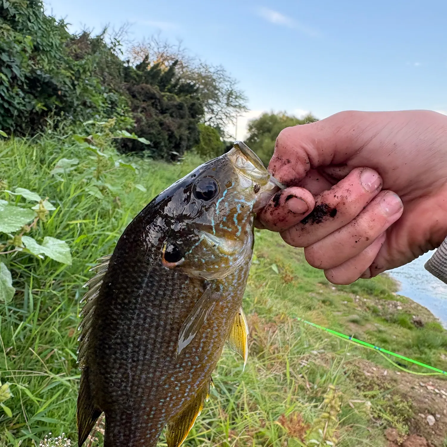 Green sunfish caught on Fishbrain
