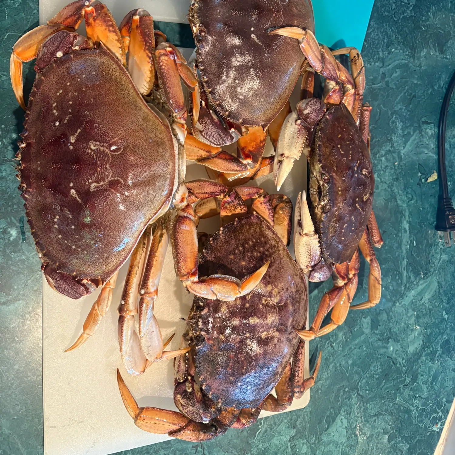 Dungeness crab caught on Fishbrain