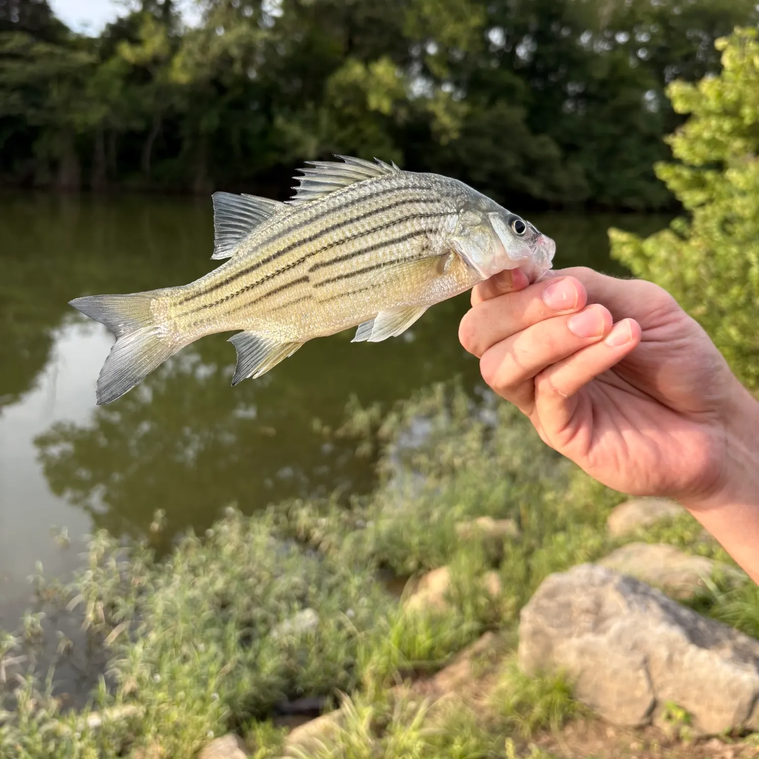 The most recent Yellow bass catches on Fishbrain