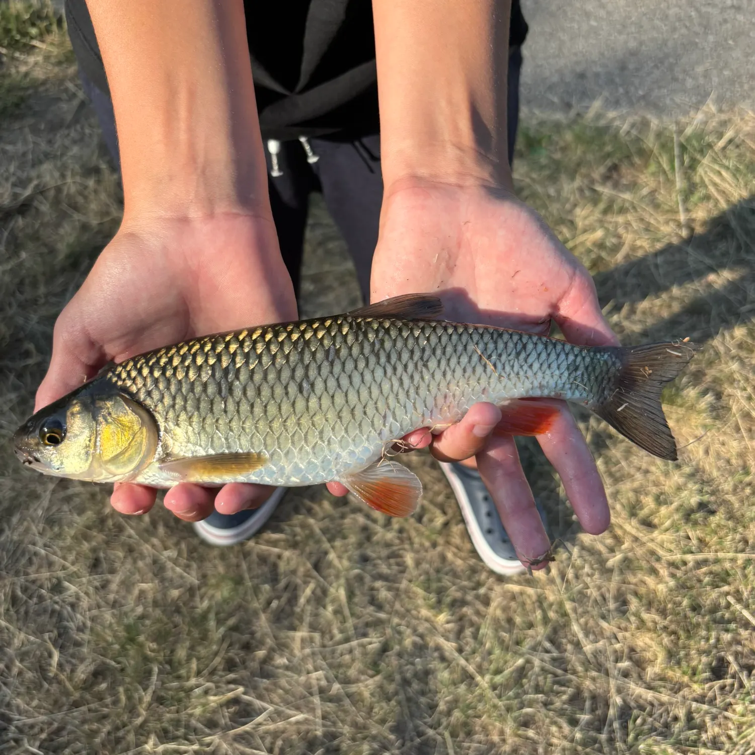 European chub caught on Fishbrain