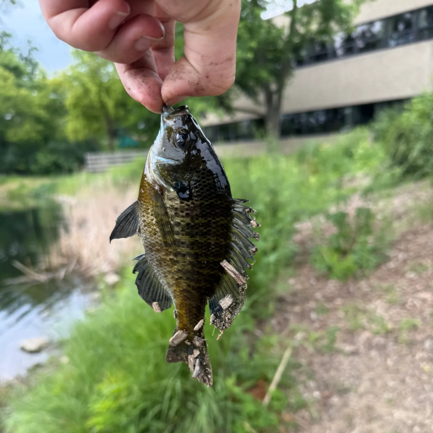 Bluegill caught on Fishbrain