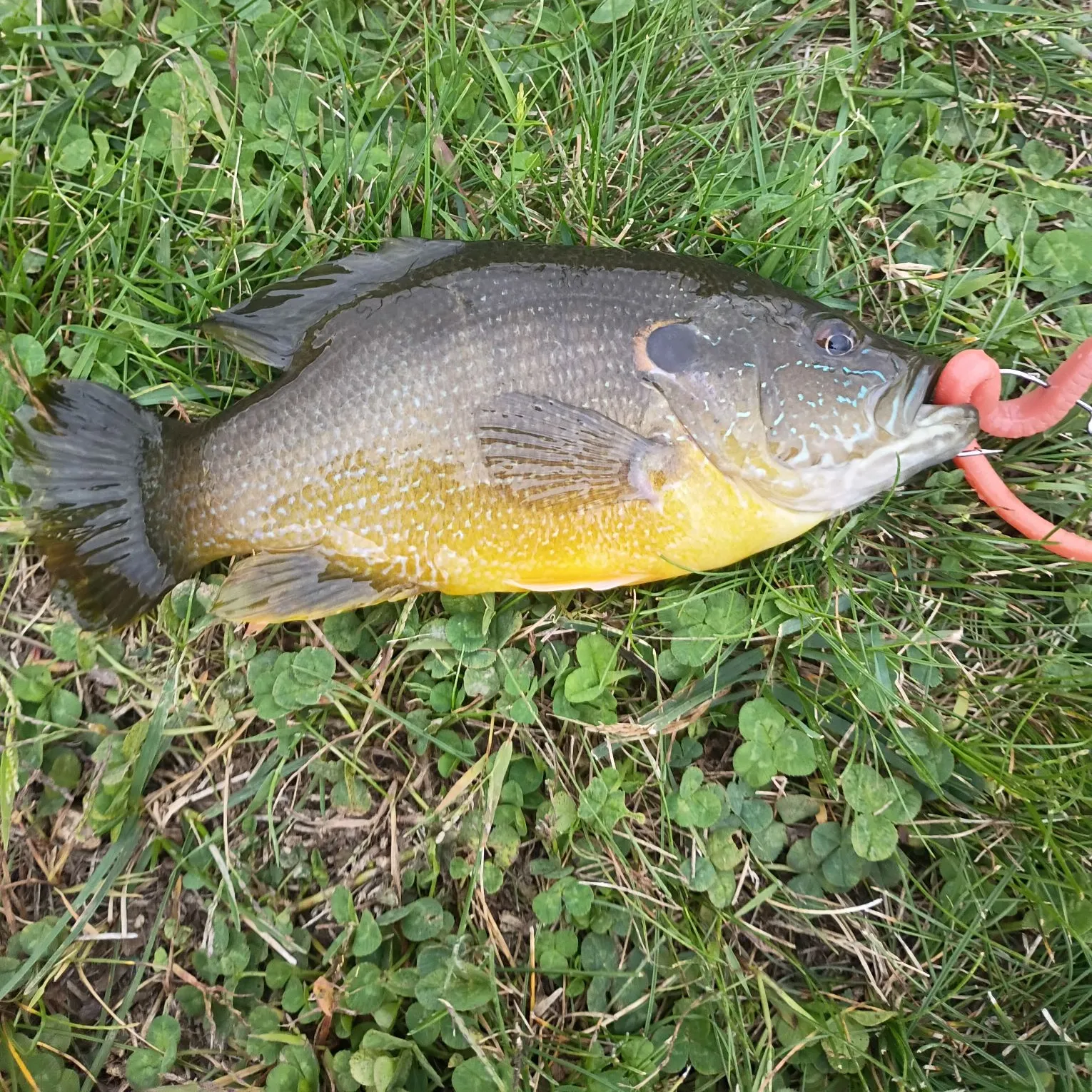 Green sunfish caught on Fishbrain