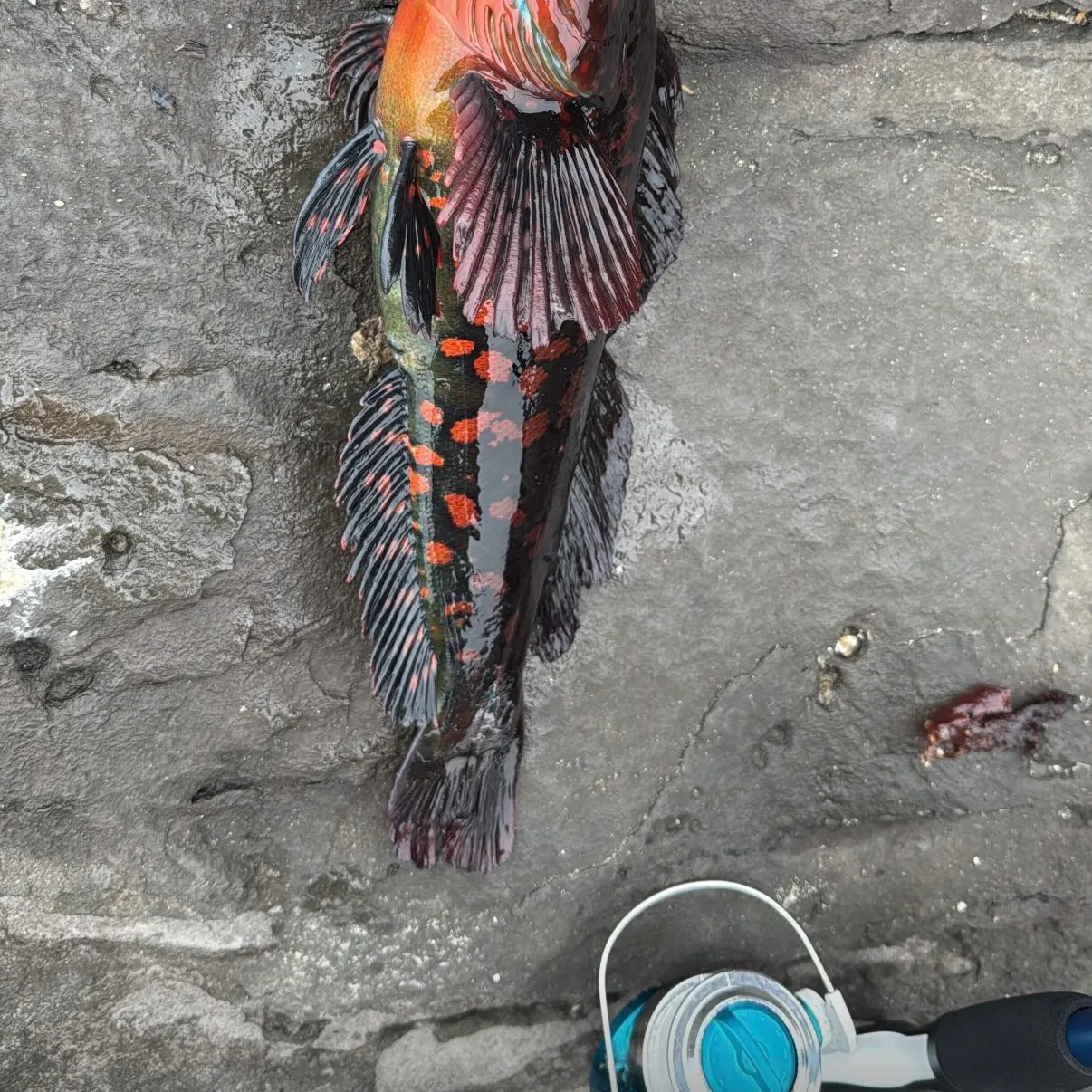 Rock greenling caught on Fishbrain
