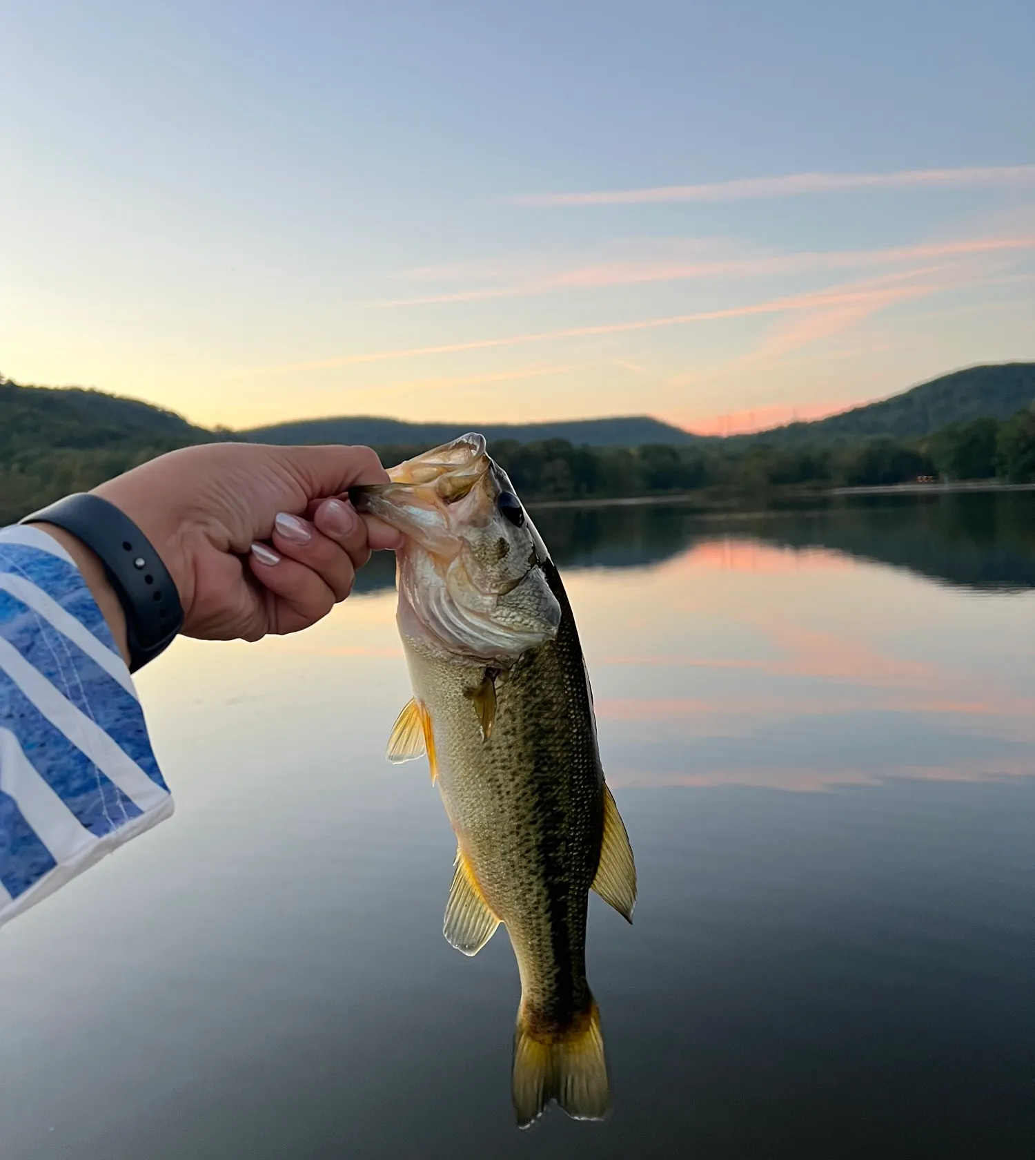 recently logged catches