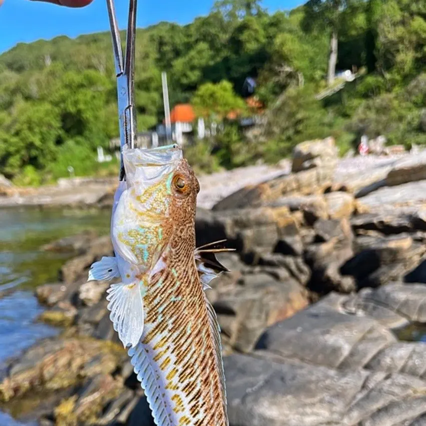 Greater weever caught on Fishbrain