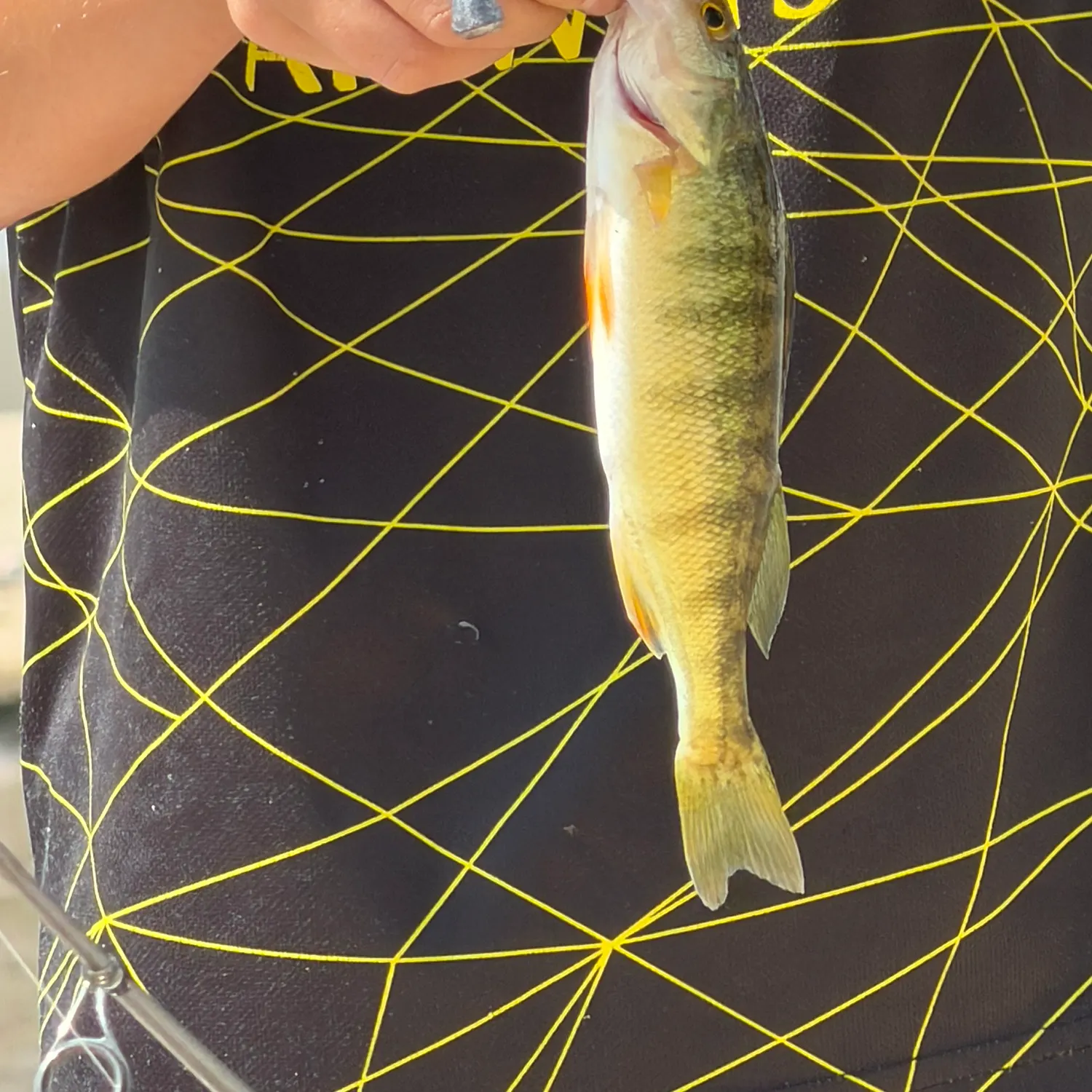 Yellow perch caught on Fishbrain