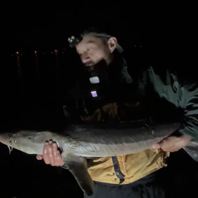 Lake sturgeon caught on Fishbrain