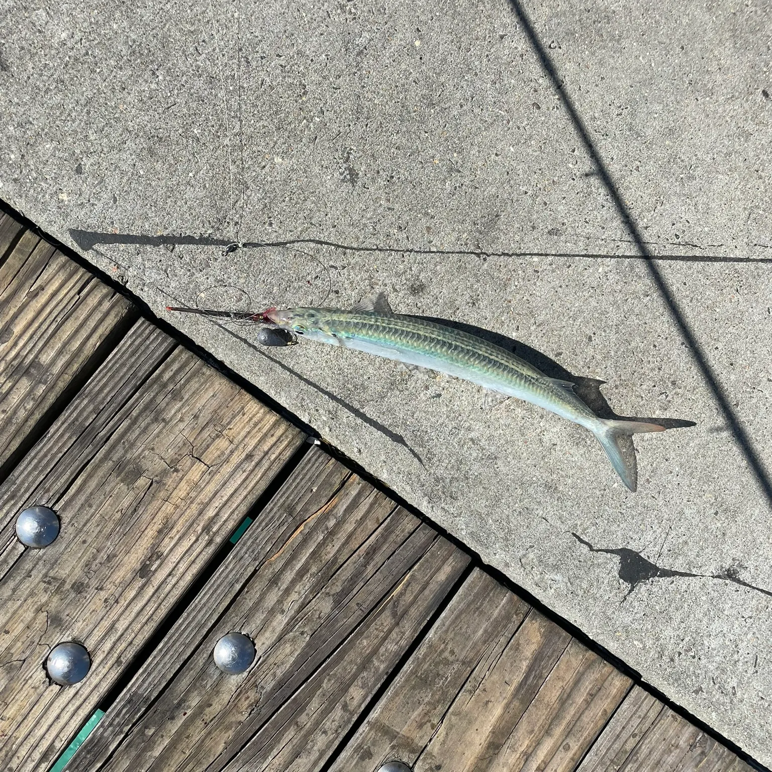 The most recent Ballyhoo halfbeak catches on Fishbrain