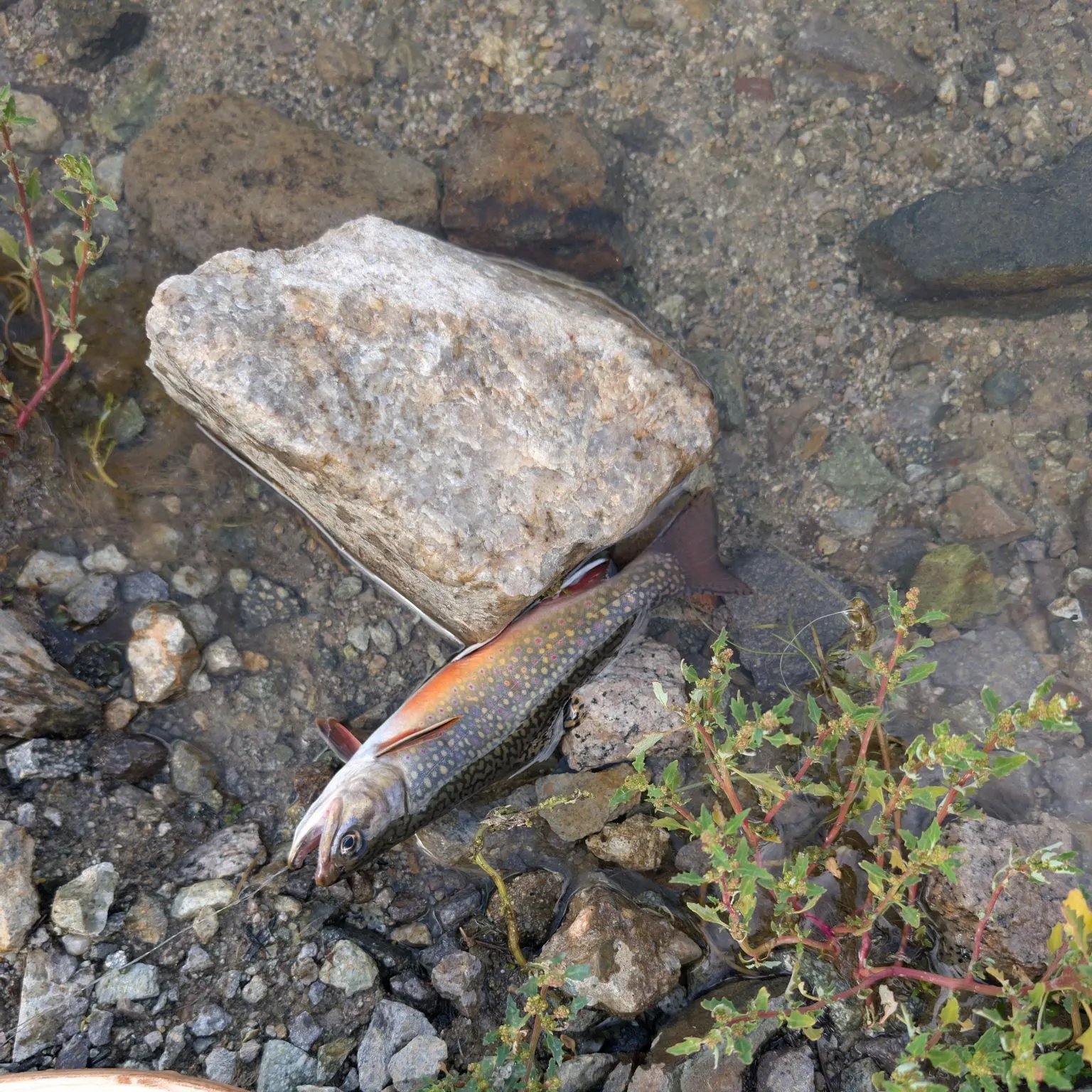 Brook trout caught on Fishbrain
