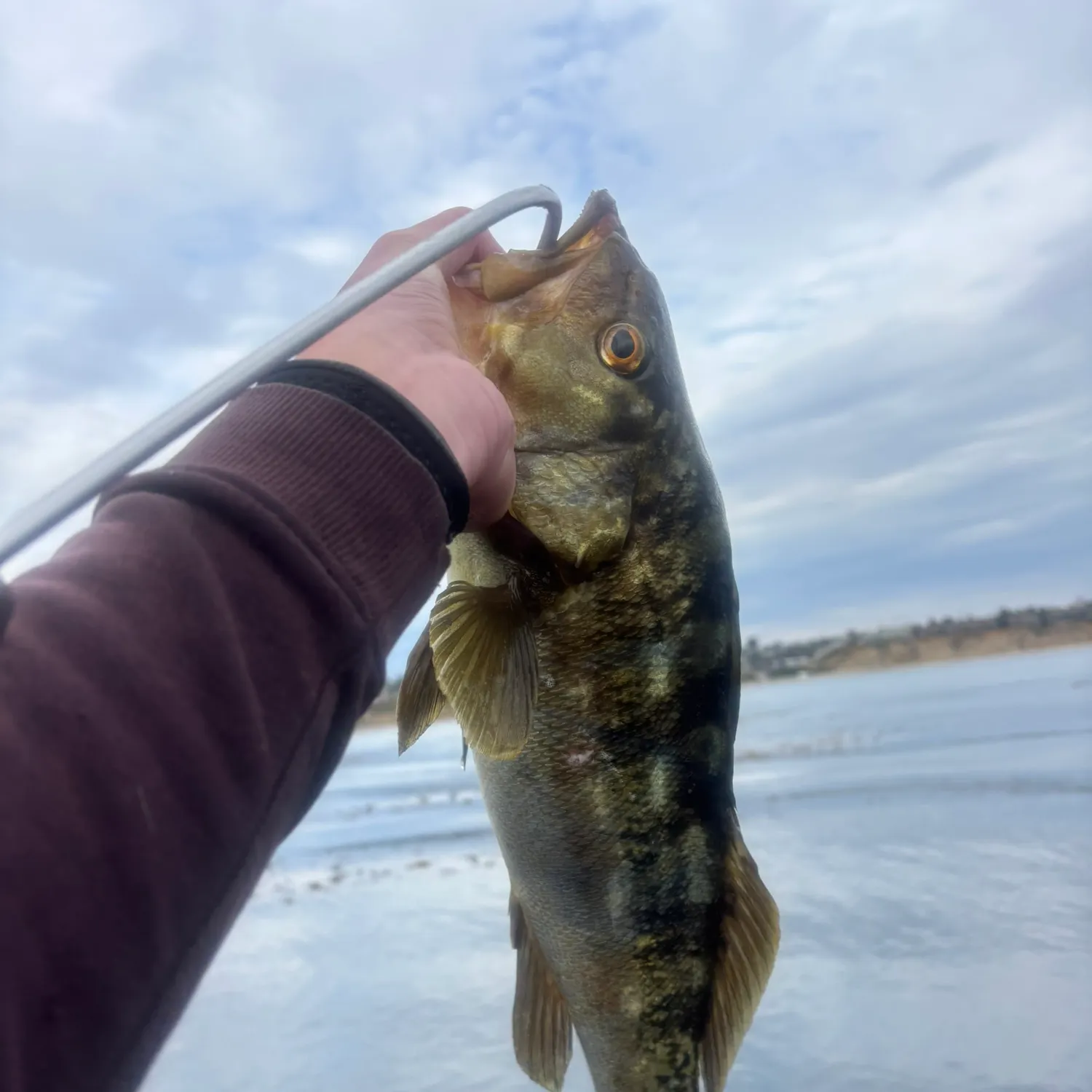The most recent Kelp bass catches on Fishbrain