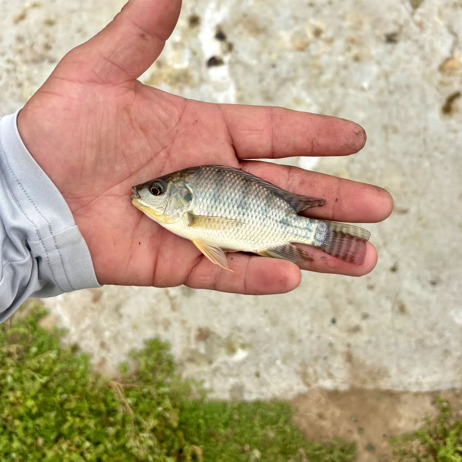 Nile tilapia caught on Fishbrain