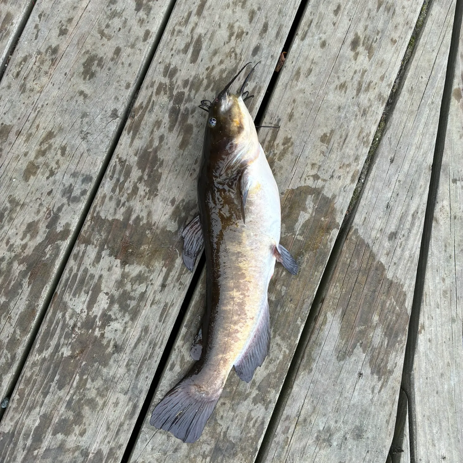 Brown bullhead caught on Fishbrain