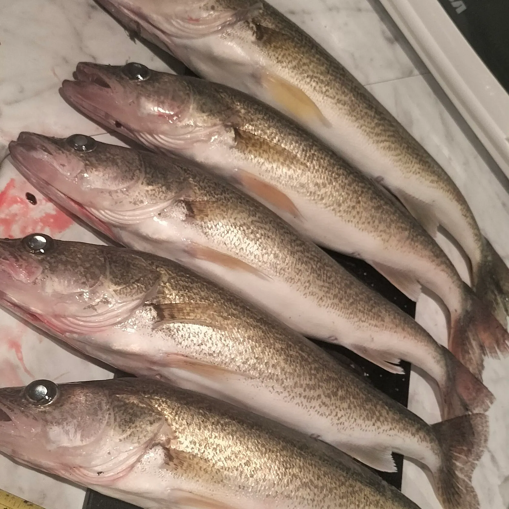 recently logged catches