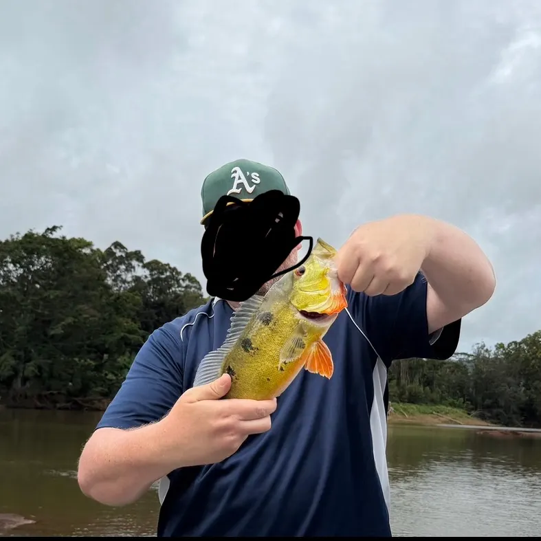 The most recent Butterfly peacock bass catches on Fishbrain