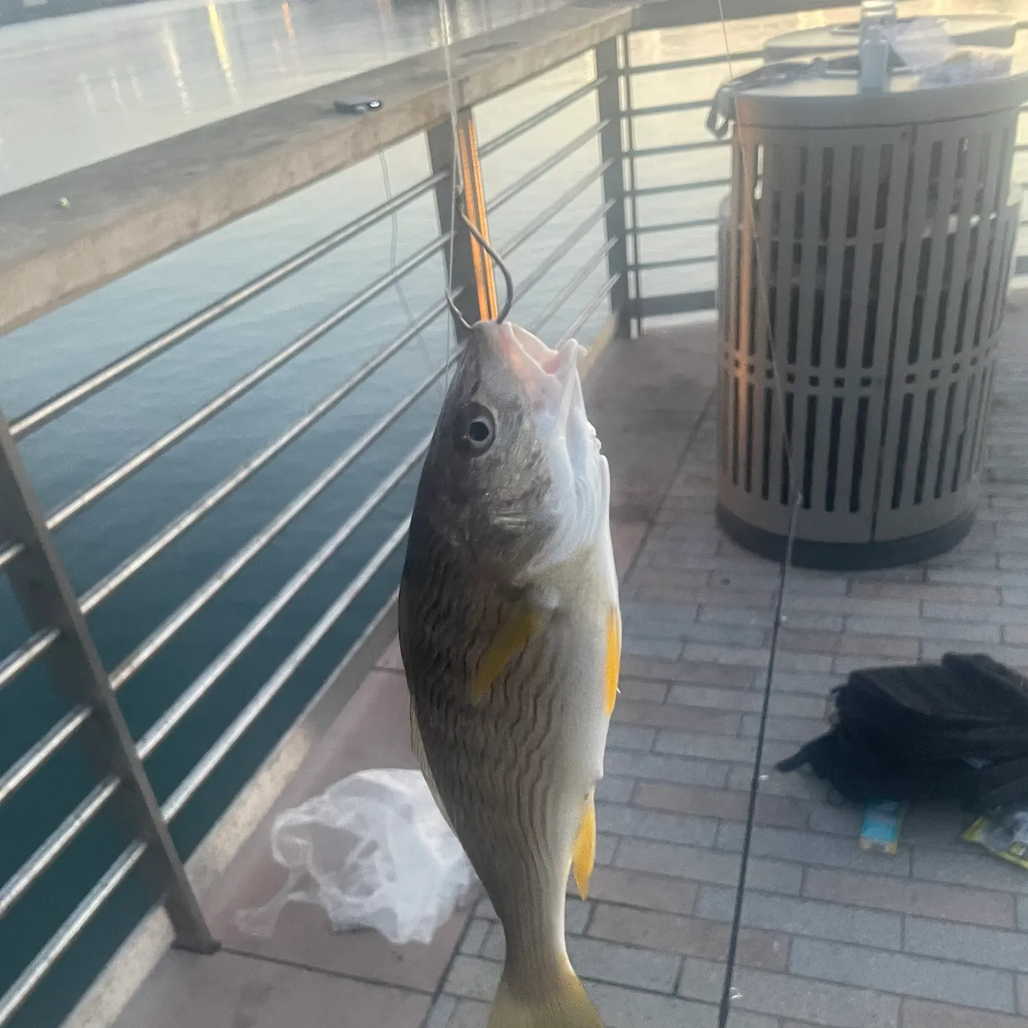 The most recent Yellowfin croaker catches on Fishbrain
