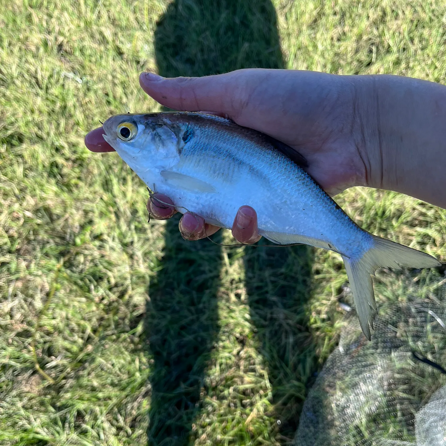 The most recent American gizzard shad catches on Fishbrain