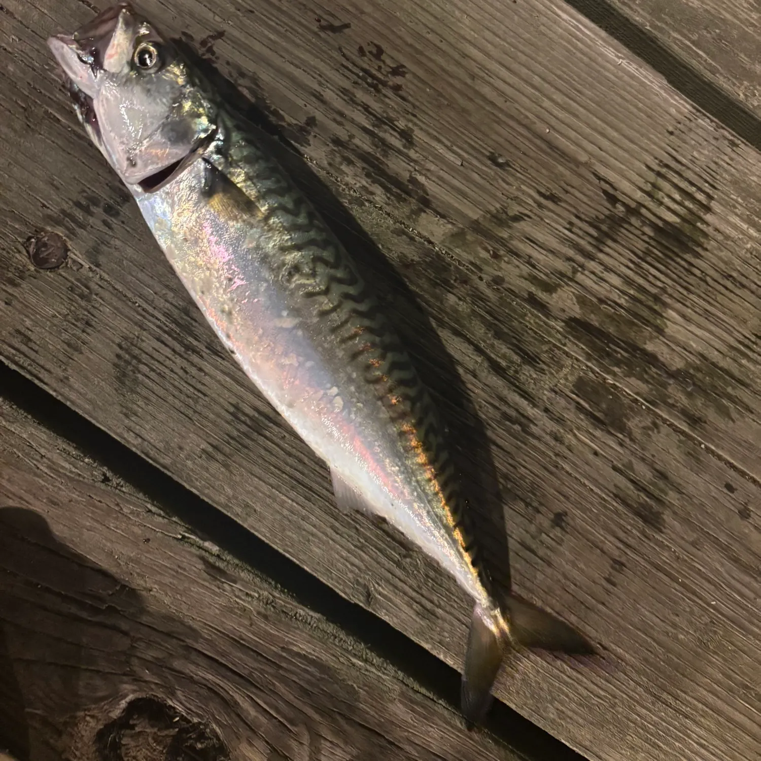 Atlantic mackerel caught on Fishbrain