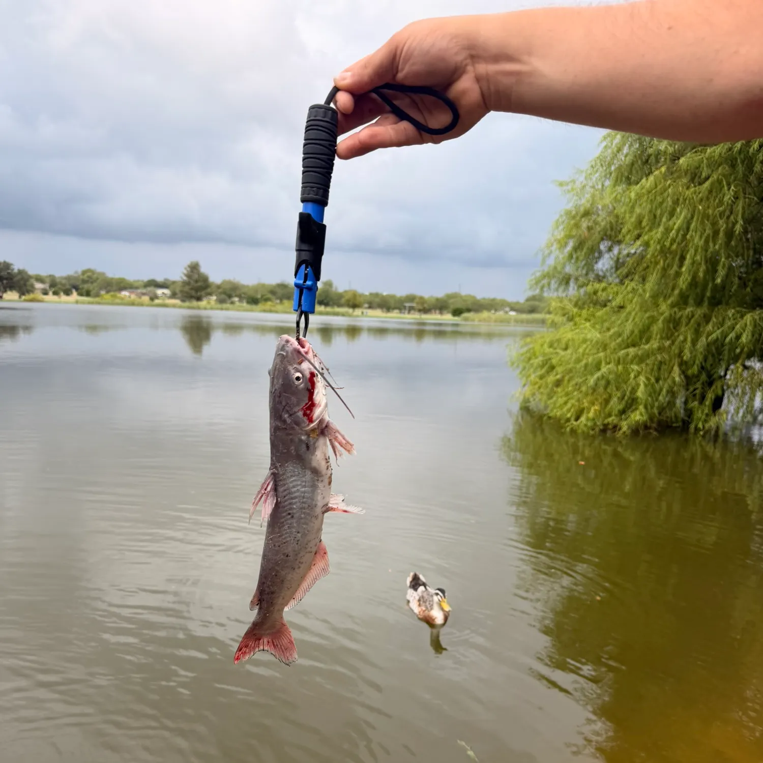 catch