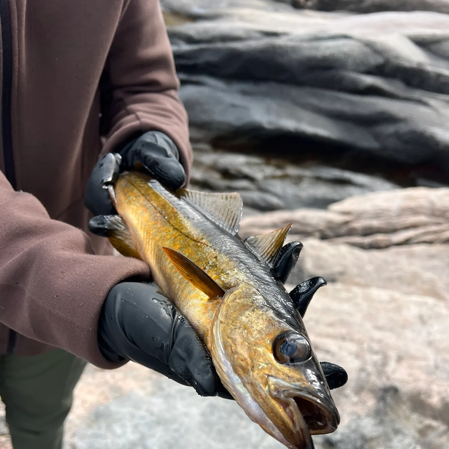The most recent Pollack catches on Fishbrain
